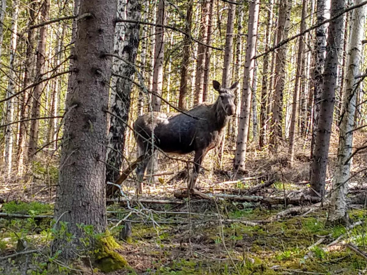 Stuga Glaskogen Glava Zewnętrze zdjęcie